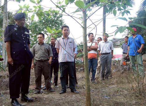 POKOK KETUM