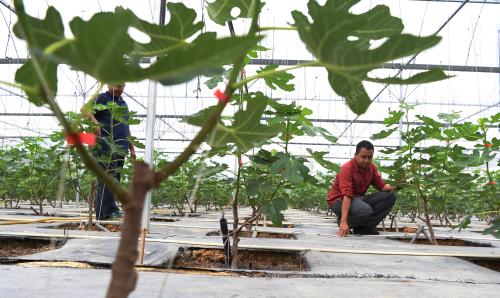 PH07_08042019_BUAH_TIN