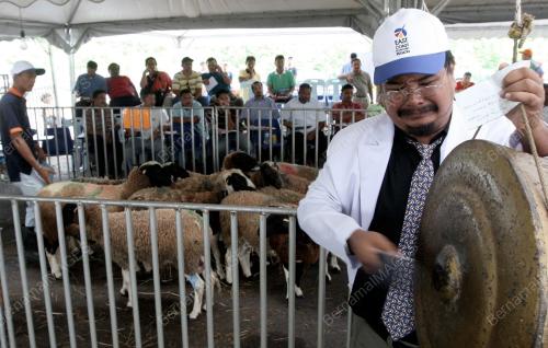 KAMBING DORPER