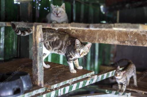 PULAU KUCING