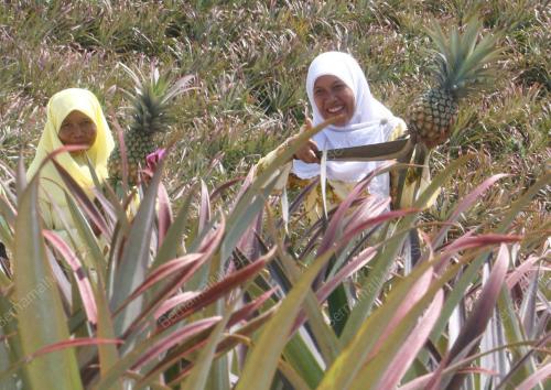 AGRO GAHAI