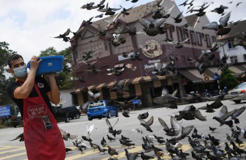 BURUNG MERPATI TARIKAN PELANCONGAN