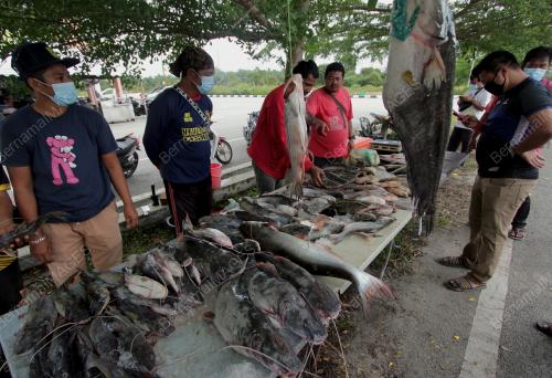 MENJUAL IKAN SUNGAI