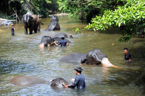 PH07_18032016_GAJAH
