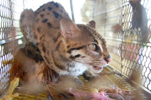 KUCING HUTAN