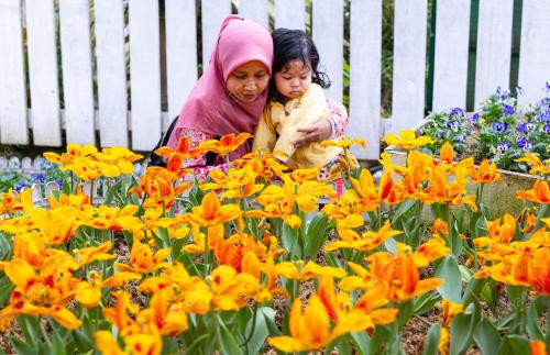 BUNGA TULIP