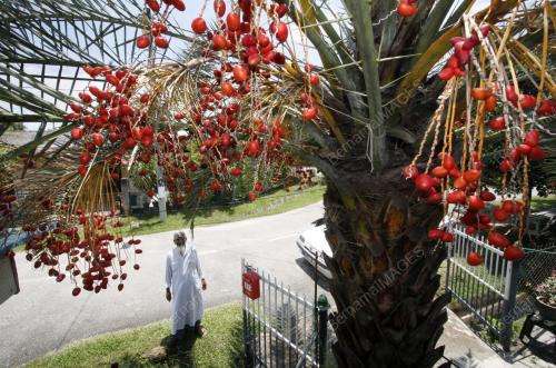 POKOK KURMA
