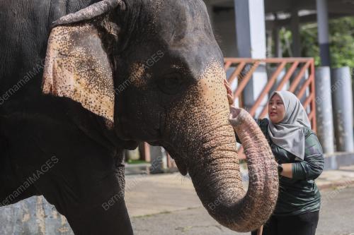 MAHUT (PENGEMBALA GAJAH) WANITA