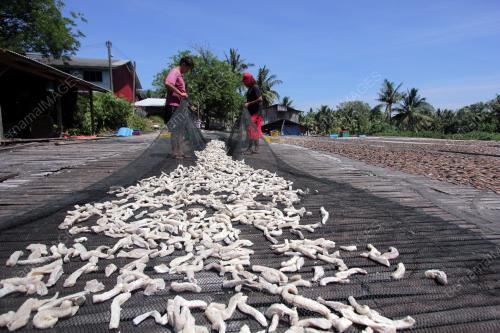 JEMUR IKAN MUSIM PANAS
