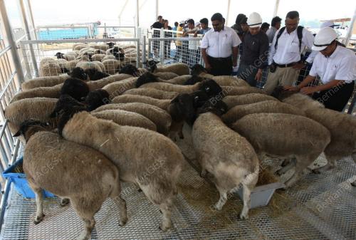 KAMBING DORPER