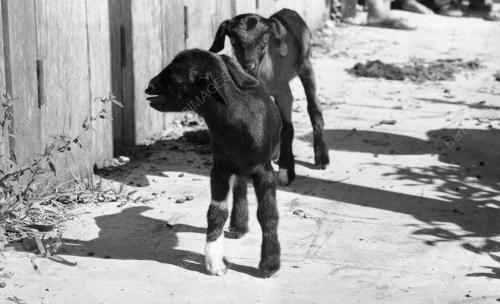 PH07_26012015_KAMBING