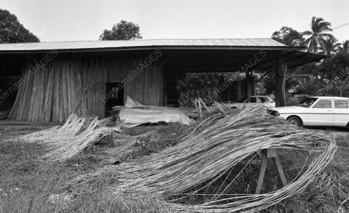 PH07_28012015_ROTAN