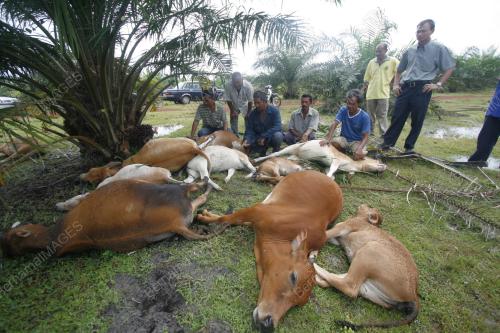 LEMBU DIPANAH PETIR