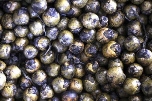 PERNIAGAAN BUAH KABUNG