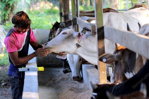 PH07_29092014_LEMBU