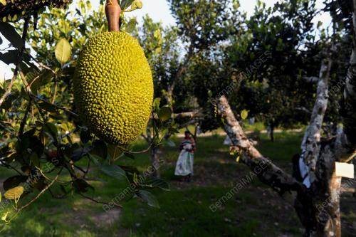 PH07_30102013_NANGKA_MADU