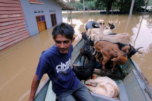 PH08_02012015_KAMBING