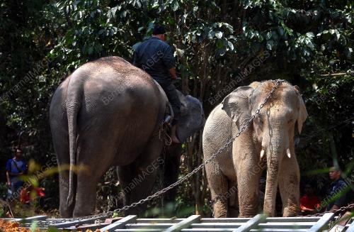 PH08_04032014_GAJAH