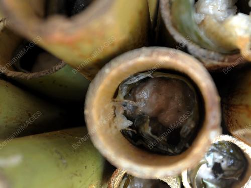 PH08_04102014_LEMANG
