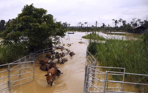 PH08_05012018_BANJIR