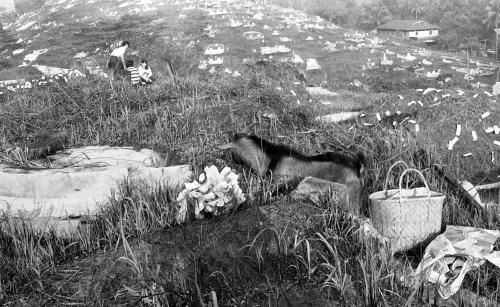 HARI CHING MING