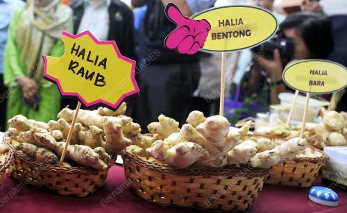 PH08_06042015_HALIA_BENTONG