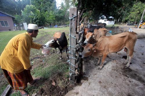 LEMBU KORBAN
