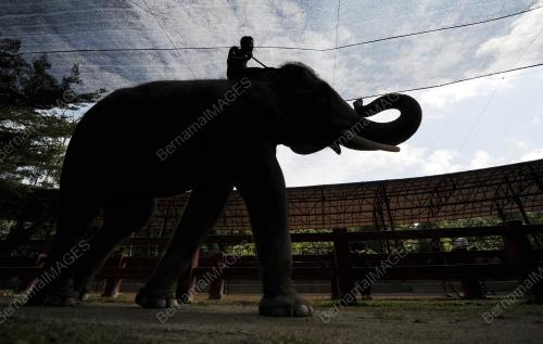 PH08_10082017_GAJAH