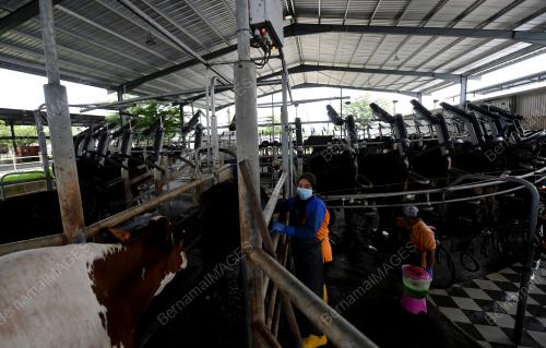 LADANG DAN KILANG PEMPROSESAN SUSU
