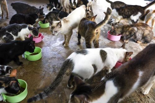 PULAU KUCING
