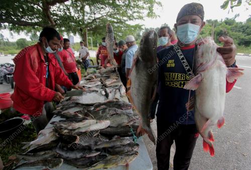 MENJUAL IKAN SUNGAI