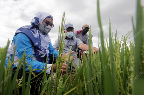 TS DR. SITI A'IASAH HASHIM