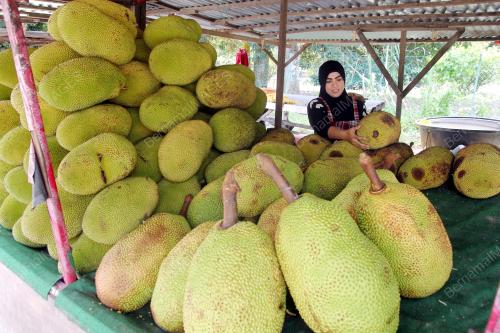 PH08_20092016_NANGKA