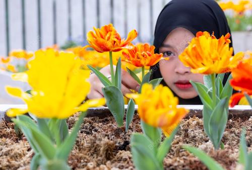 BUNGA TULIP