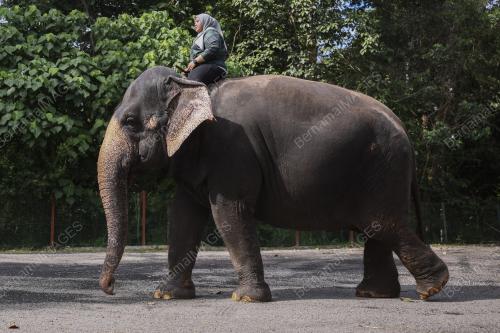 MAHUT (PENGEMBALA GAJAH) WANITA