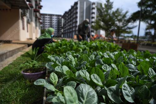 KEBUN KOMUNITI PPRS PINGGIRAN PUTRA