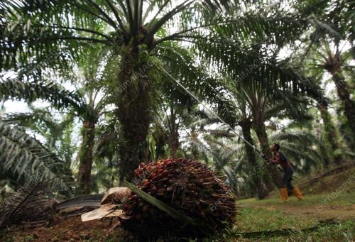 FELDA