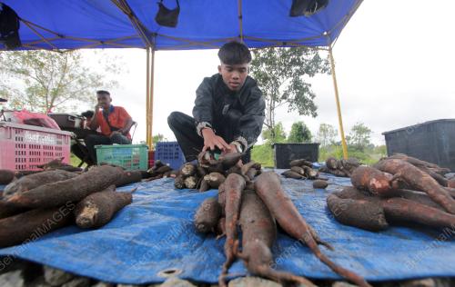 UBI KAYU