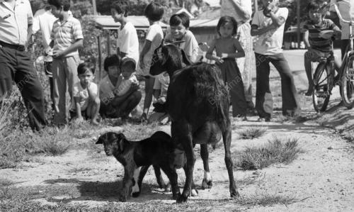 PH08_26012015_KAMBING