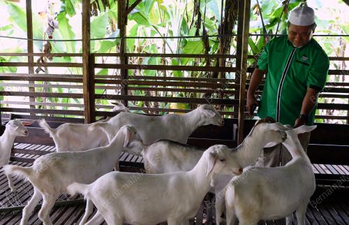 PH08_26092019_KAMBING_BN201909252295