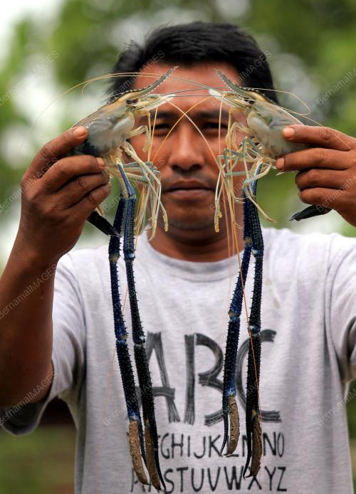 PH08_27102013_UDANG
