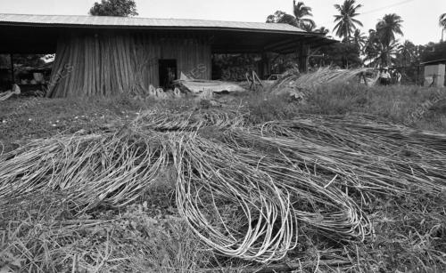PH08_28012015_ROTAN