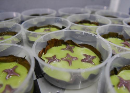 KUIH TIGA BERANAK