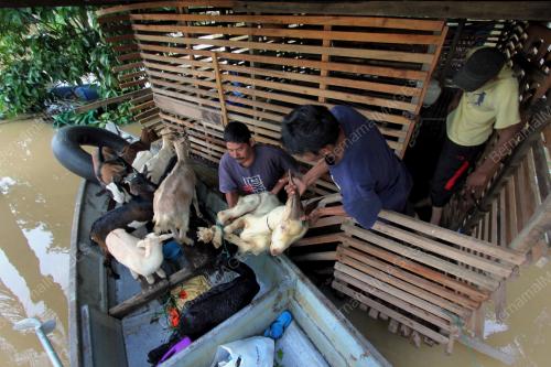 PH09_02012015_KAMBING