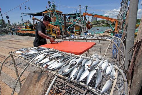 MENJEMUR IKAN KETIKA CUACA PANAS