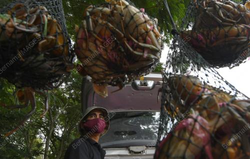 PENIAGA MEMAKAI PELITUP MUKA