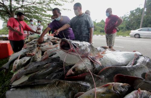 MENJUAL IKAN SUNGAI