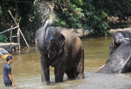 PH09_18032016_GAJAH