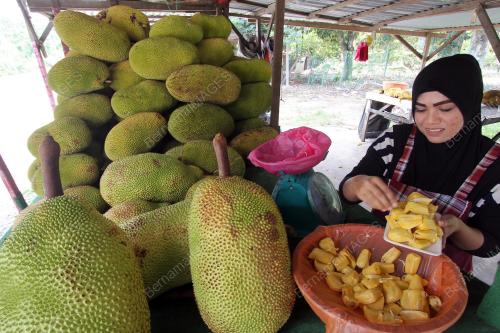 PH09_20092016_NANGKA