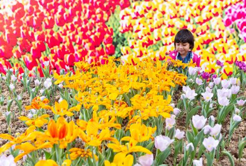 BUNGA TULIP
